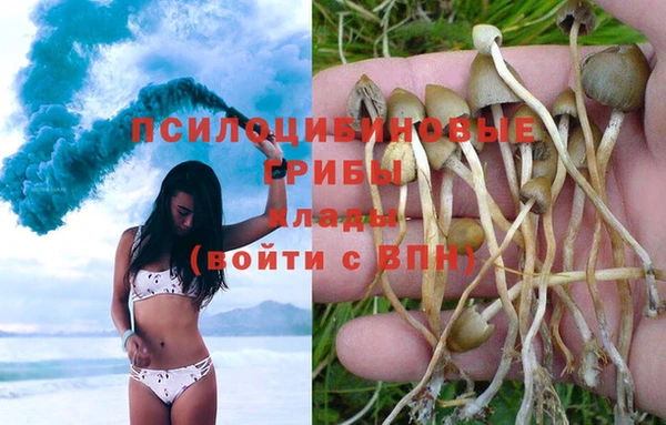 прущие грибы Санкт-Петербург