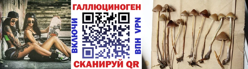 ссылка на мегу tor где найти наркотики Светлоград Псилоцибиновые грибы Cubensis