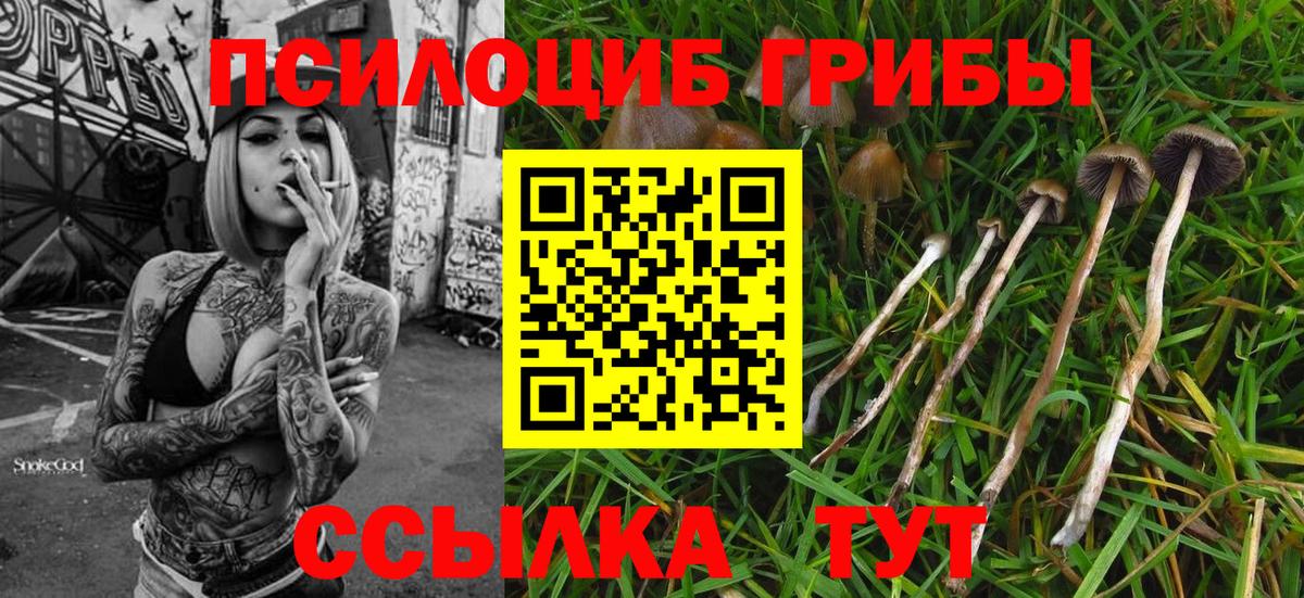 дарнет шоп  Светлоград  Псилоцибиновые грибы Psilocybine cubensis 
